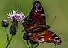 Tiere (4) - (c) Liz Lammers.jpg